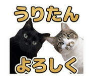 859261580