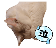 859264028