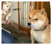 859264274