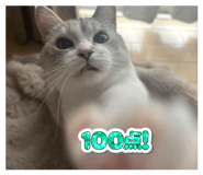 859264441