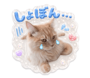 859264606