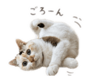 859264925