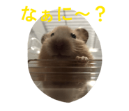 859265185