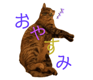 859269262