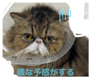 859270620