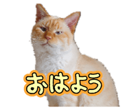 859270817