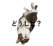 859271188