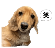 859271265