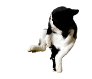 859274947