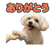 859285999