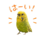 859288243