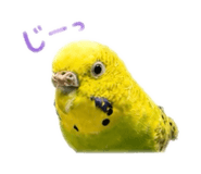 859288253