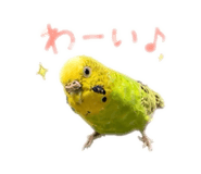 859288255
