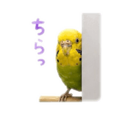 859288262