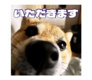 859294111