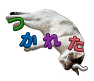 859294187
