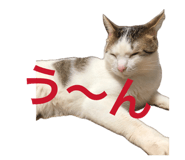 859294194