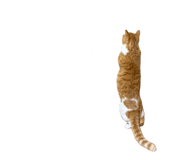 859298706