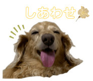 859305812