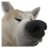 859311154