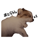 859311156