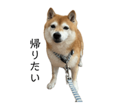 859311650