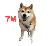 859311651