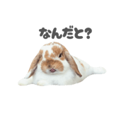 859325806
