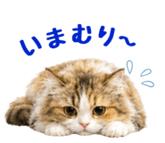 859327566