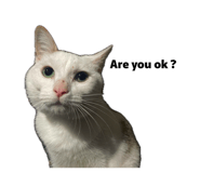 859333093