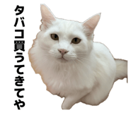 859333186