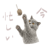 859336457