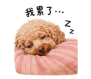 859338983