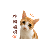 859381661