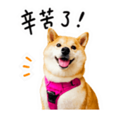 859396003
