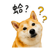 859396005