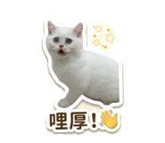 859410455