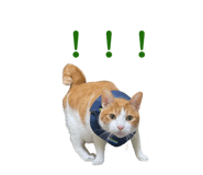 859410962
