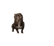 859415241