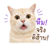 859446892