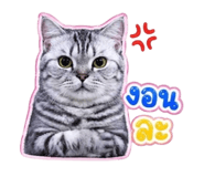 859447603