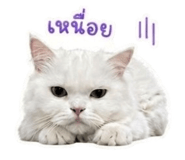 859447621