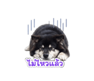 859449037
