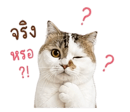 859455958