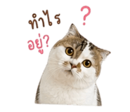 859455964