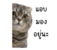 859460746