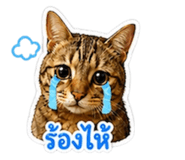 859513037