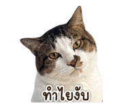 859532817