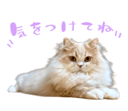 860413156
