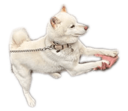 860419288